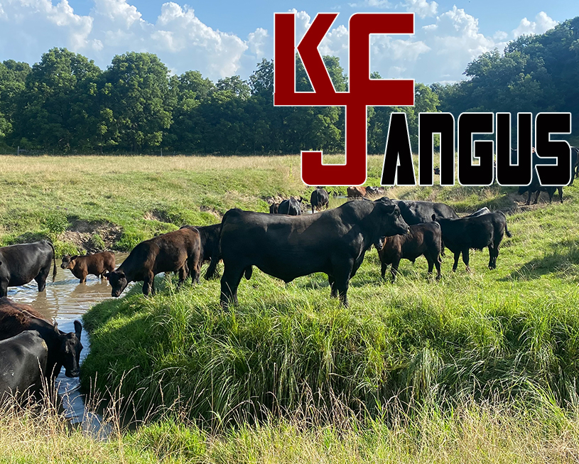 KCJ Angus